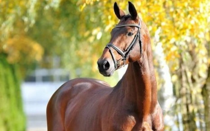 Zbiórka horse - zdjęcie główne