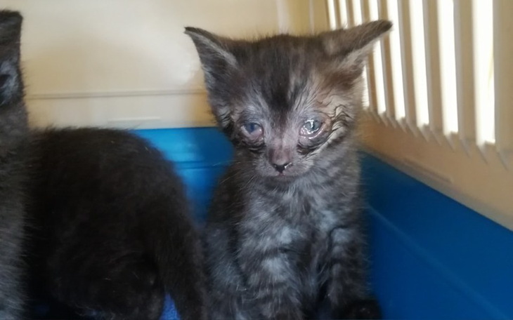 Zbiórka Kocięta z Kociarni KŻ - zdjęcie główne