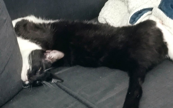 Zbiórka Salem potrzebuje pomocy - zdjęcie główne