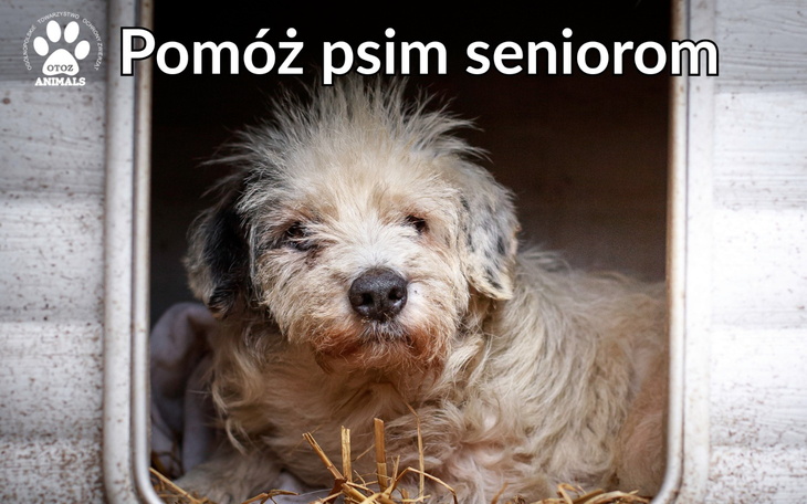 Pomóż psim seniorom w potrzebie, daj im szansę na lepsze życie.