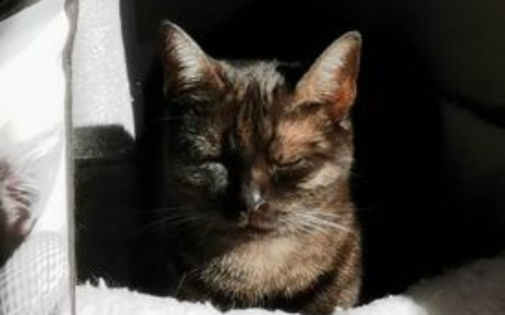 Zbiórka Ratujemy Candy - zdjęcie główne