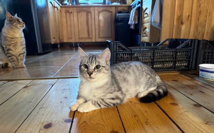 Kot leży na parapecie, odpoczywając w słońcu.