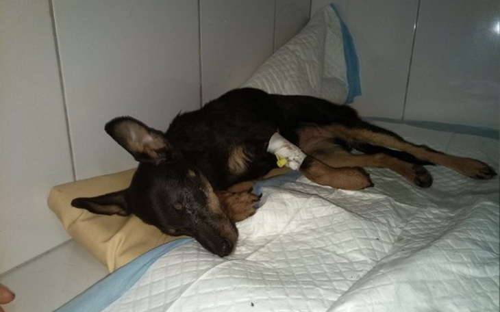 Zbiórka Malutka Kreska walczy o życie. - zdjęcie główne