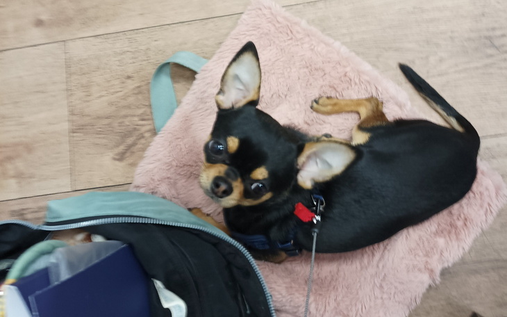 Czarny chihuahua leżący na różowym poduszce.