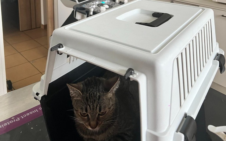 Zbiórka Na operacje oraz klinike Lilith - zdjęcie główne