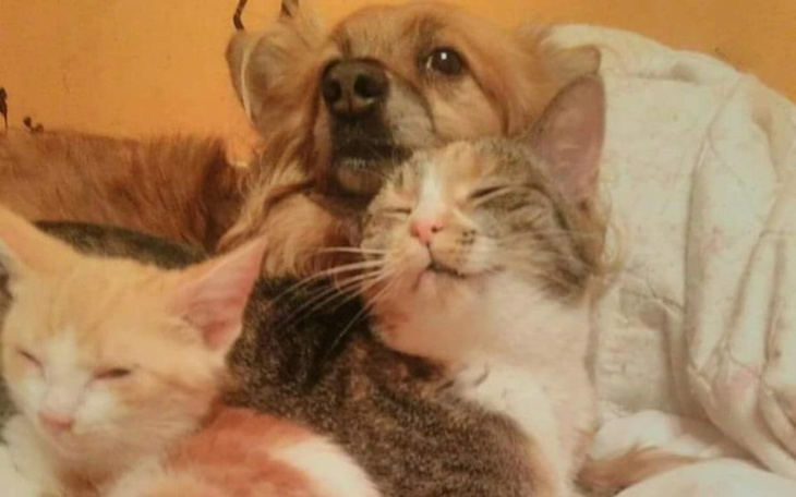 Zbiórka " koty z przystani " proszą o po - zdjęcie główne