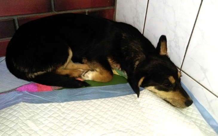 Zbiórka Lara-cudem uniknęła śmierci - zdjęcie główne