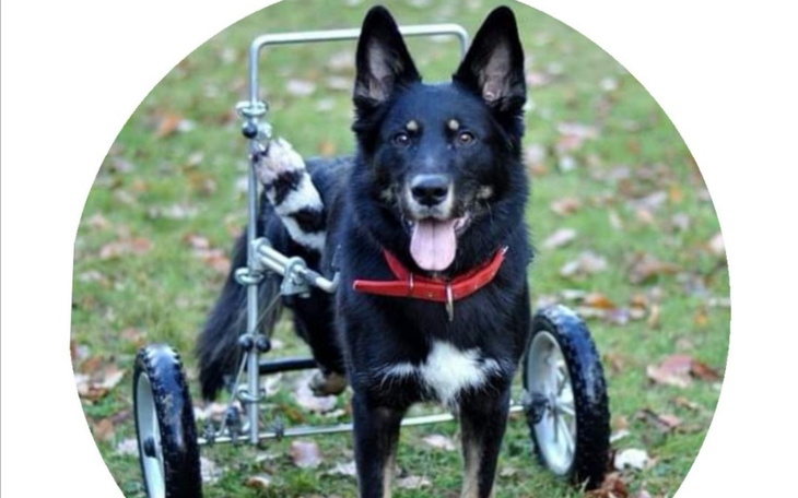 Zbiórka Koty napadają na bank - zdjęcie główne