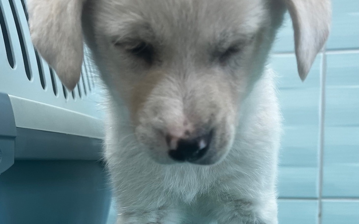 Mały szczeniak z zamkniętymi oczami, siedzący w transporterze.