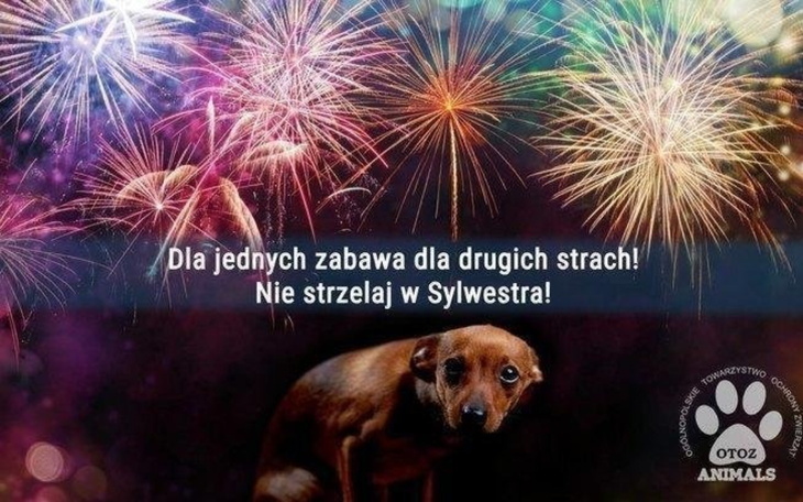 Pies wśród fajerwerków z przesłaniem o bezpieczeństwie zwierząt.