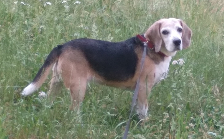 Zbiórka Zdrowie beaglowej seniorki - zdjęcie główne
