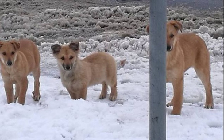 Zbiórka Dzikie, przerażone szczeniaczki! - zdjęcie główne