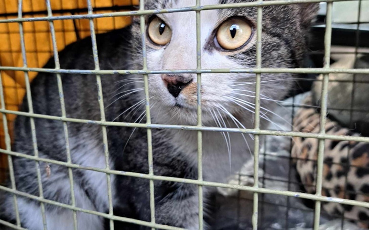 Kot patrzący przez kratkę klatki.