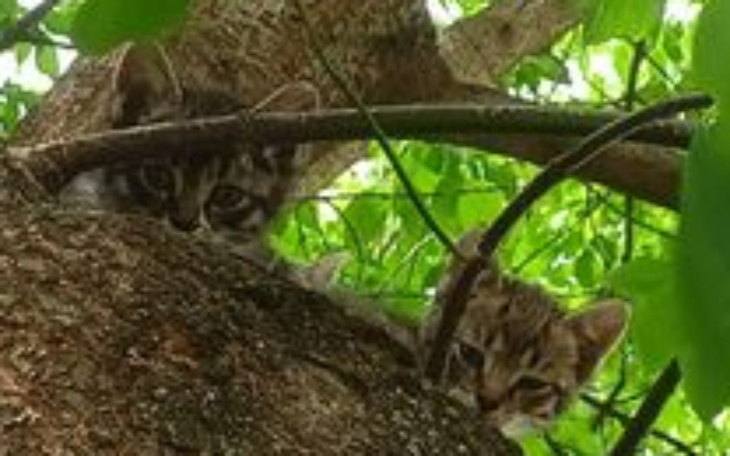 Zbiórka 3 kocięta wyrzucone w lesie - zdjęcie główne