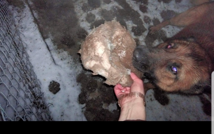 Zbiórka Transport Maksa po lepsze życie - zdjęcie główne