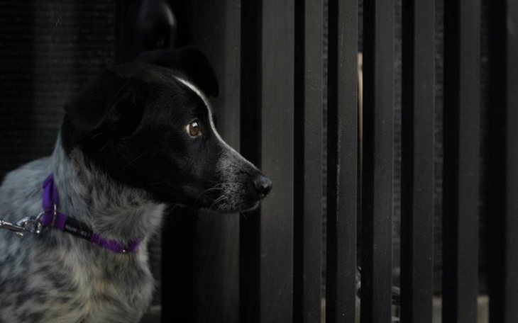 Zbiórka Plamka zna tylko ból - zdjęcie główne