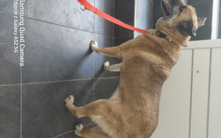 Zbiórka Babcia Fela - zdjęcie główne