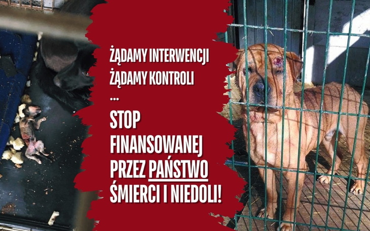 Zatrważający apel o interwencję w sprawie zwierząt.