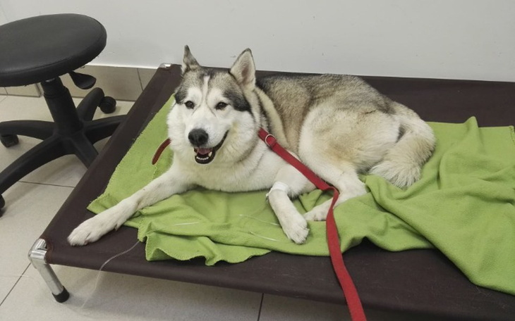 Zbiórka Operacja Dextera - zdjęcie główne