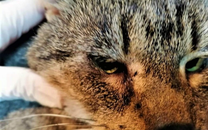 Zbiórka Śleputek, kot niczyj... - zdjęcie główne