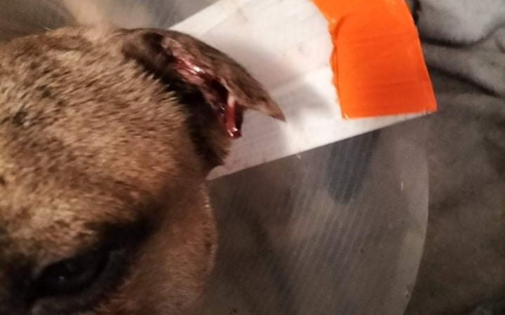 Zbiórka Ratujmy Batusia - zdjęcie główne