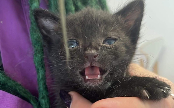 Zbiórka Nowe życie kociąt z Nowego Świat - zdjęcie główne