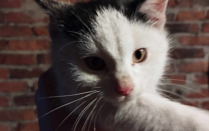 Zbiórka Frytka z parkingu - zdjęcie główne