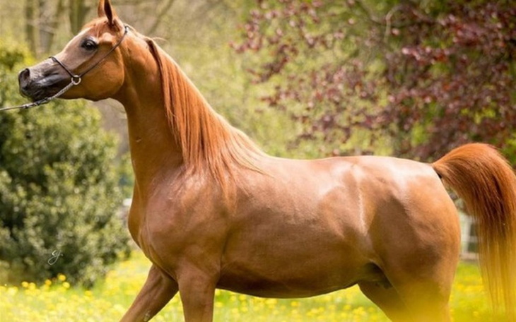 Zbiórka Kupno konia - zdjęcie główne