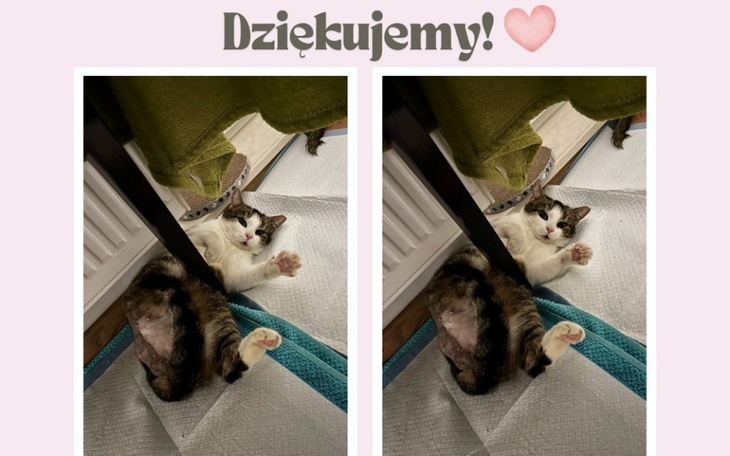 Kot leżący na podłodze, z wdzięcznym spojrzeniem.