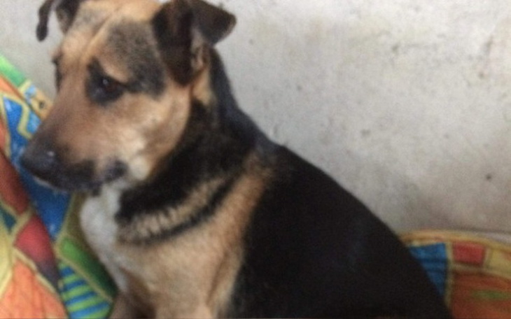 Zbiórka Dla bezdomnej suni i jej dzieci - zdjęcie główne