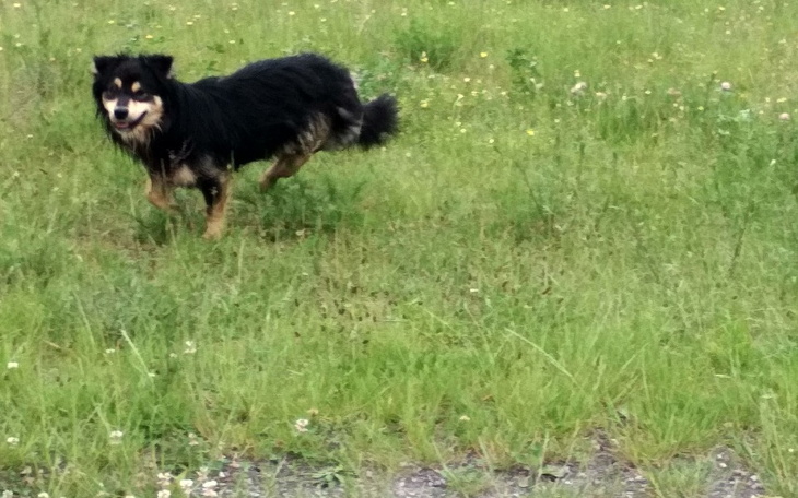 Zbiórka Bezdomny piesek - zdjęcie główne