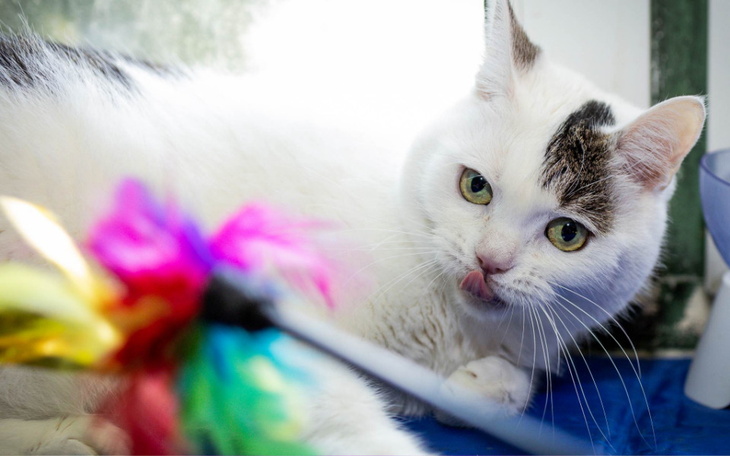 Zbiórka Bezpieczny transport dla kotów - zdjęcie główne