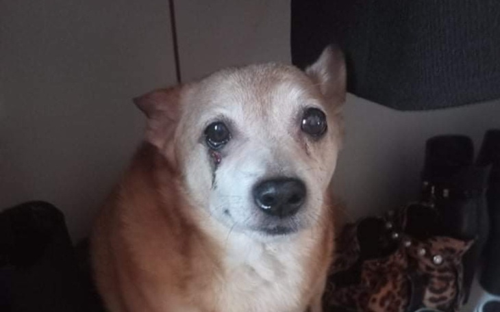 Zbiórka Leczenie pieska seniora - zdjęcie główne