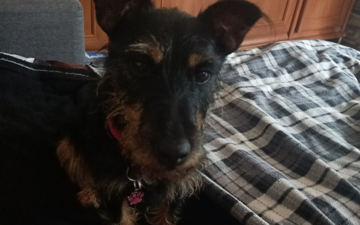 Zbiórka Diagnostyka adoptowanego psa - zdjęcie główne