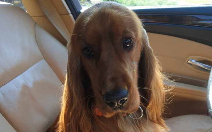 Zbiórka Poker Spaniel kontra chłoniak - zdjęcie główne