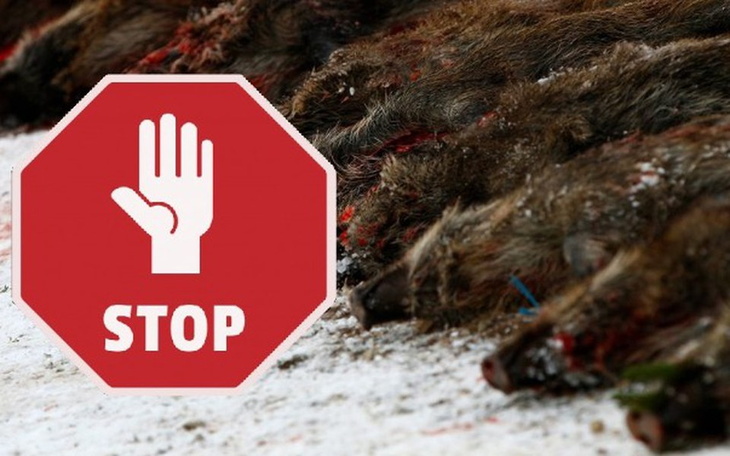 Zbiórka STOP rzezi Dzików!!! - zdjęcie główne