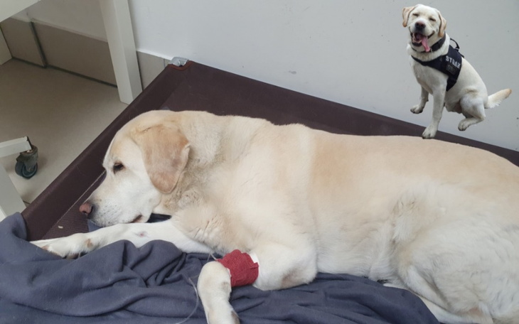 Zbiórka Pomóż uratować bohatera - zdjęcie główne