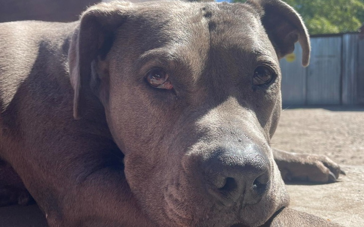 Zbiórka Pomóż postawić nam Zośkę na nogi - zdjęcie główne