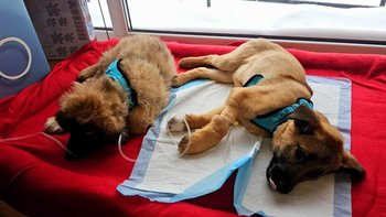 Zbiórka Szczeniaki z parwowirozą - miniaturka zdjęcia