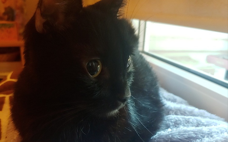 Zbiórka Pomóż. Bastuś walczy o życie. - zdjęcie główne