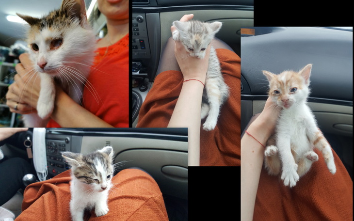 Zbiórka Leczenie Disneyowskiej gromadki - zdjęcie główne