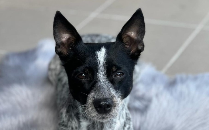 Pies w czarno-białe plamy leży na miękkim kocu.