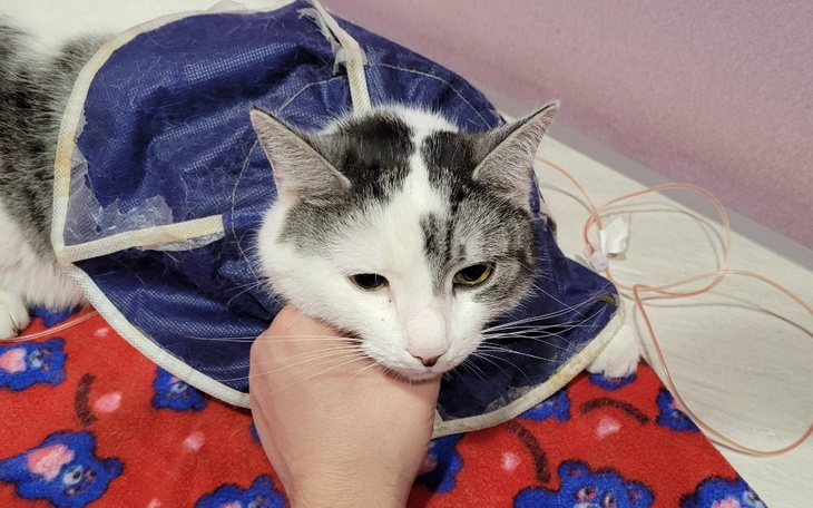 Kot w specjalnym ubraniu, trzymany przez osobę.