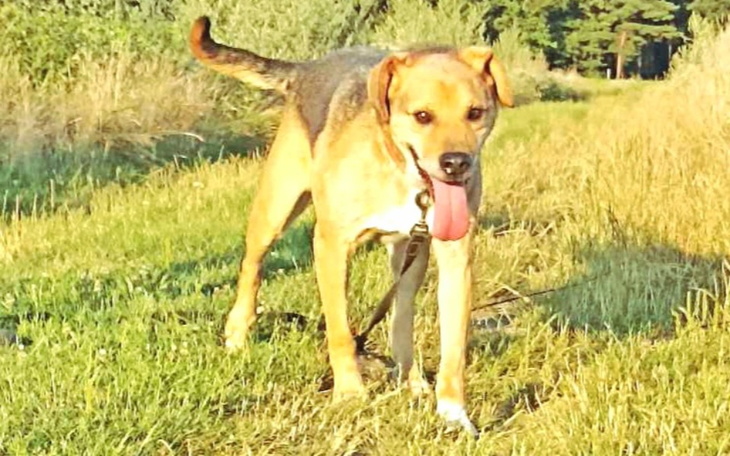 Zbiórka Ivar zbiera na hotelik - zdjęcie główne