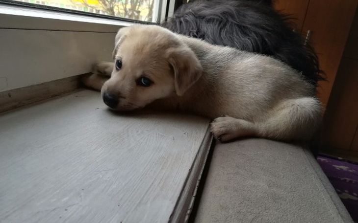 Zbiórka Na szczeniaki - zdjęcie główne