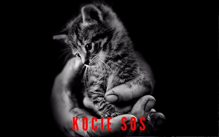 Zbiórka kociArka - zdjęcie główne