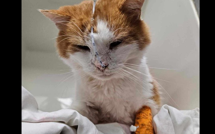 Zbiórka Weteran Kaziu chce żyć... - zdjęcie główne