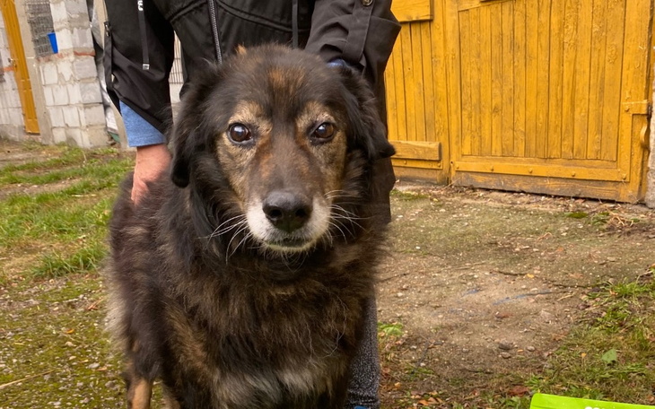 Zbiórka Zbiórka dla schroniska w Radomiu - zdjęcie główne