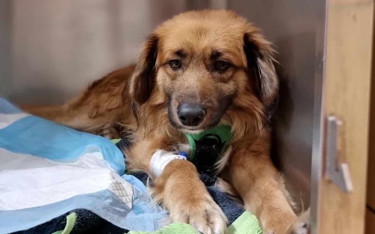 Pies w klinice, leżący na łóżku, z opatrunkiem na łapie.