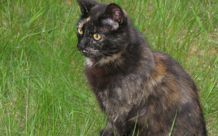 Zbiórka Kocia Bieda na działkach. - zdjęcie główne